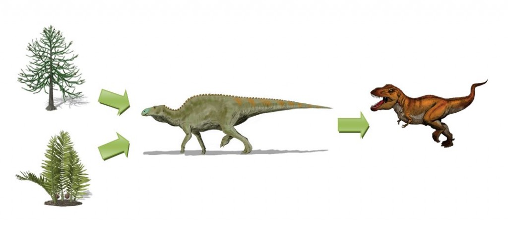 The T. rex, Edmontosaurus regalis, Nipa and Araucaria food chain.