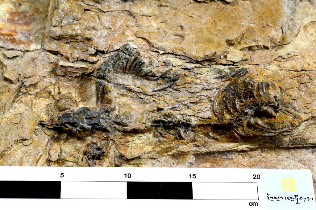 The first complete skeleton of a theropod dinosaur discovered in South Korea. Yonhap)